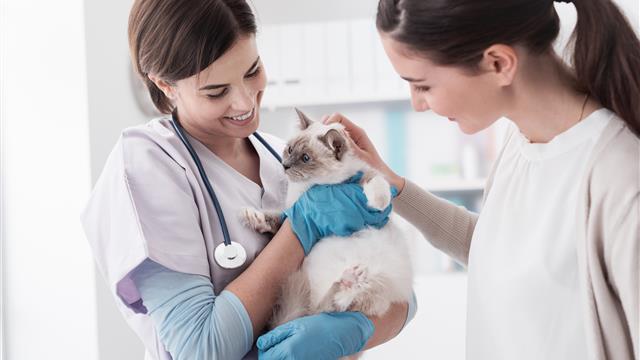 Vet Clinic Visit Cat.jpg