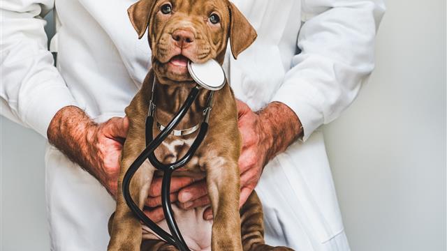 Vet with Dog and Stethoscope.jpg