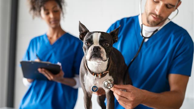 Vet and Assistant with Dog.jpg